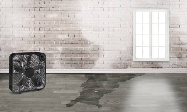 Best Carpet water damage restoration  in South Congaree, SC